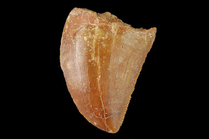 Serrated, Juvenile Carcharodontosaurus Tooth - Morocco #134992